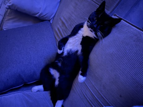 Kat Europese korthaar of huiskat