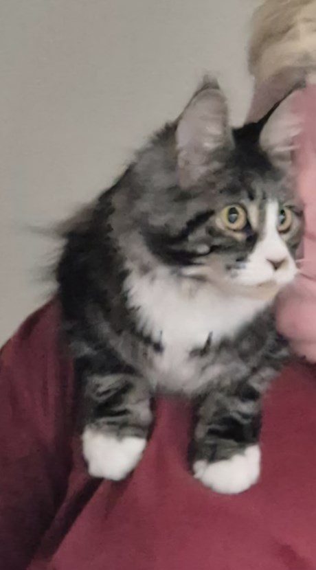Kat Maine Coon