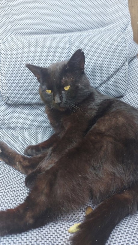 Kat Europese korthaar of huiskat