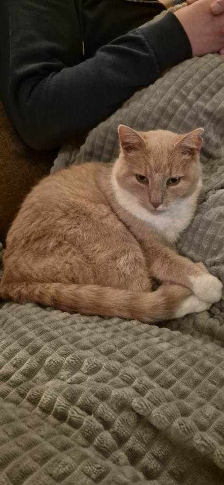 Kat Europese korthaar of huiskat