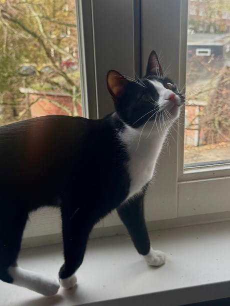 Kat Europese korthaar of huiskat