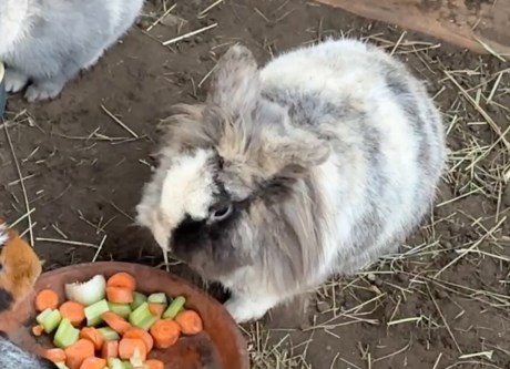 Knaagdier / Haasachtige Konijn