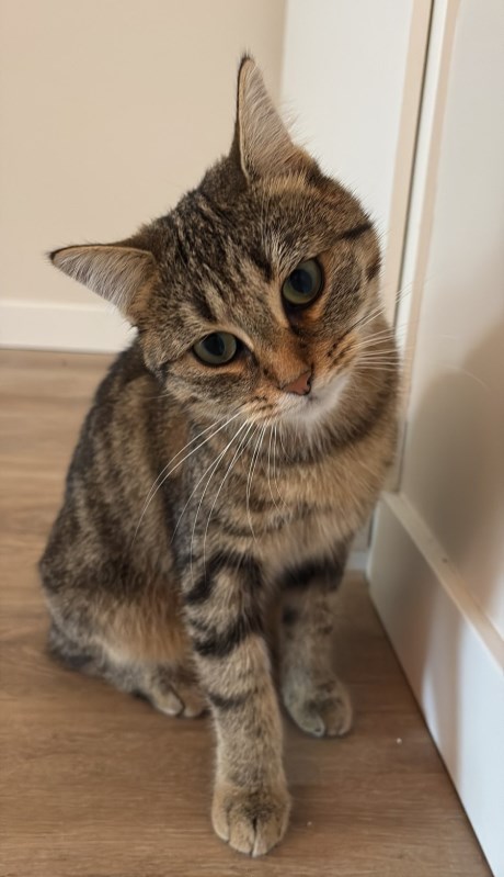 Kat Europese korthaar of huiskat