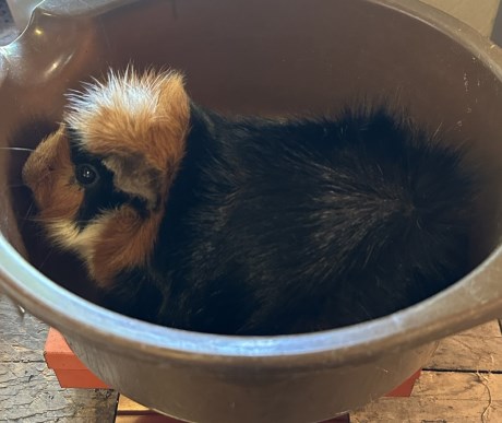 Knaagdier / Haasachtige Cavia