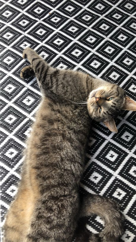 Kat Europese korthaar of huiskat