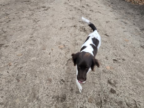 Hond Jachthond overig