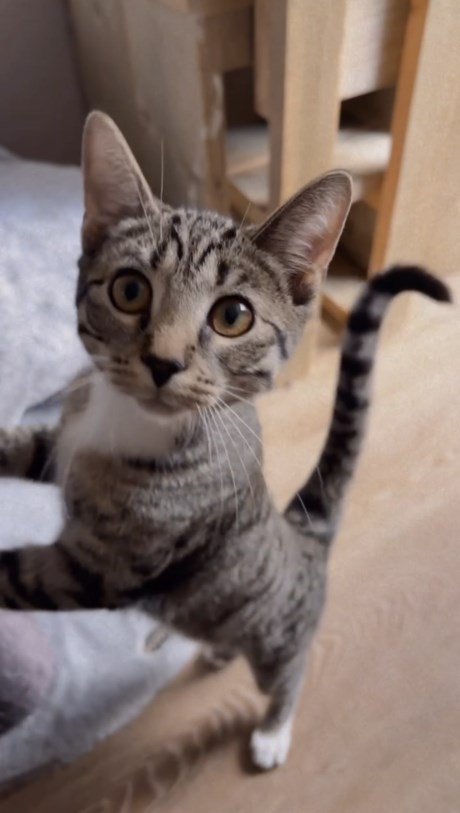 Kat Europese korthaar of huiskat