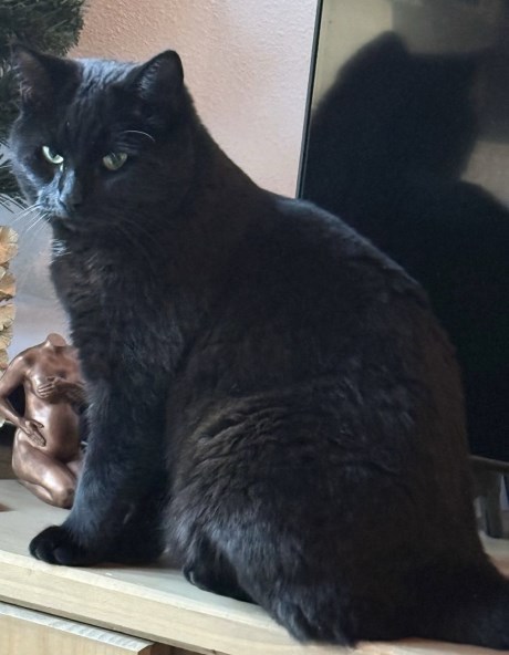 Kat Europese korthaar of huiskat