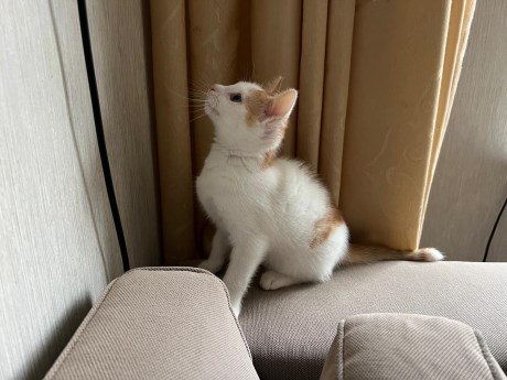 Kat Europese korthaar of huiskat