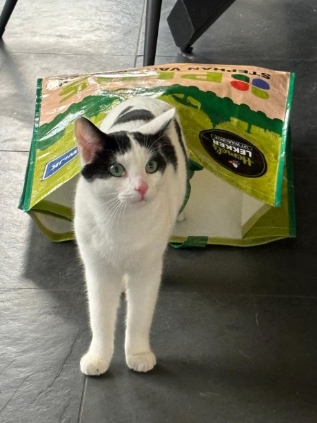 Kat Europese korthaar of huiskat