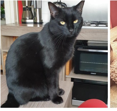 Kat Europese korthaar of huiskat