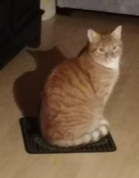 Kat Europese korthaar of huiskat