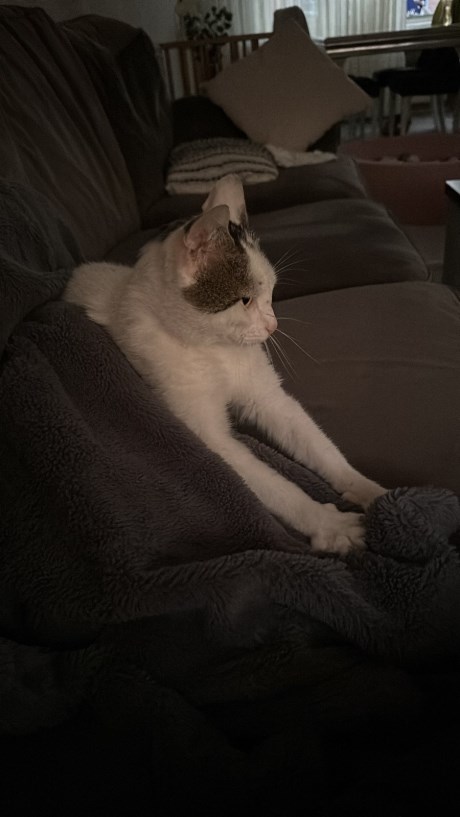 Kat Europese korthaar of huiskat