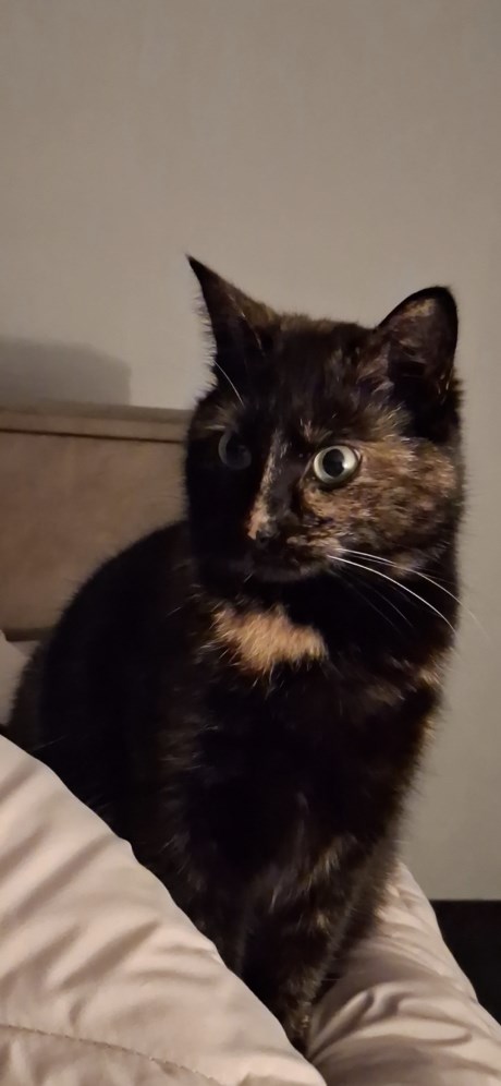 Kat Europese korthaar of huiskat