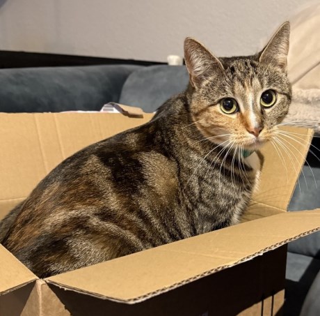 Kat Europese korthaar of huiskat