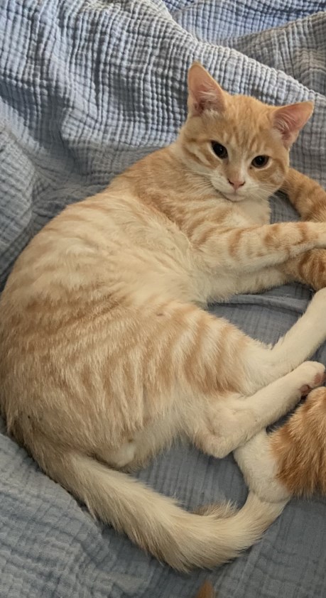 Kat Europese korthaar of huiskat