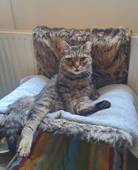 Kat Europese korthaar of huiskat