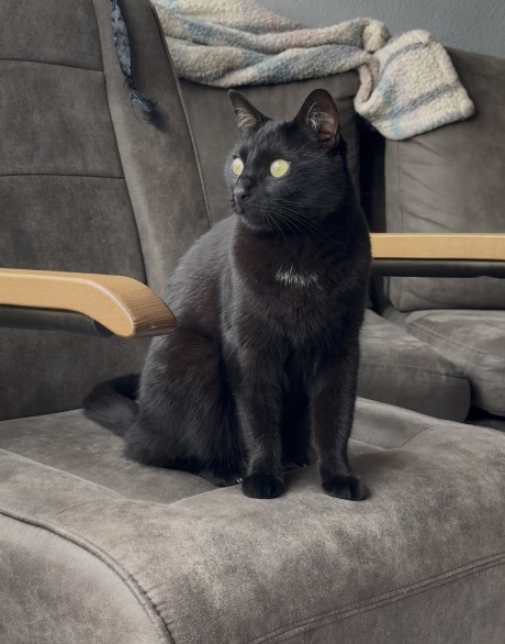 Kat Europese korthaar of huiskat