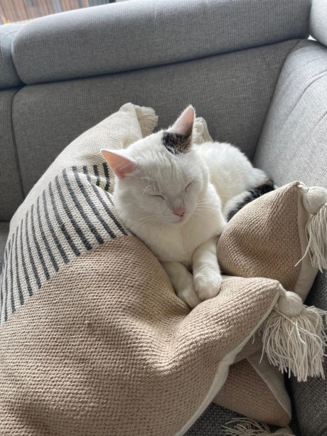 Kat Europese korthaar of huiskat