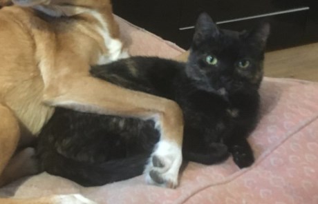 Kat Europese korthaar of huiskat