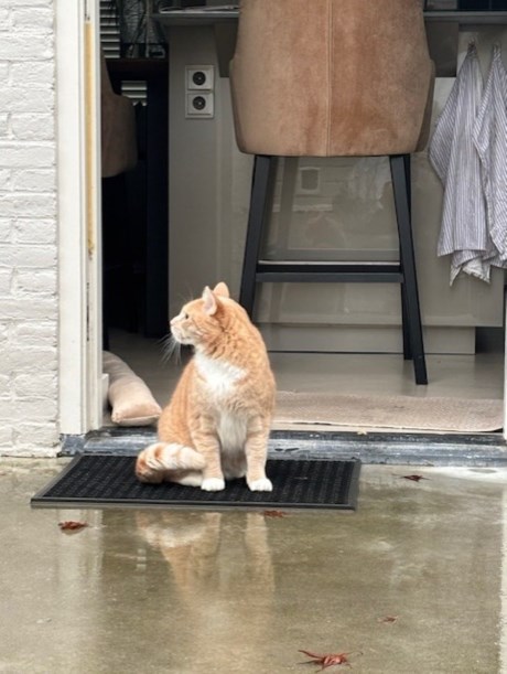 Kat Europese korthaar of huiskat