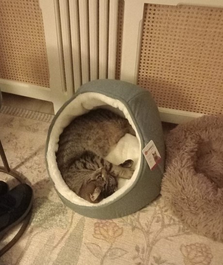 Kat Europese korthaar of huiskat