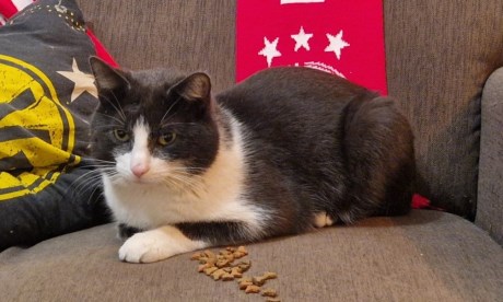 Kat Europese korthaar of huiskat