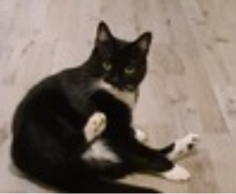 Kat Europese korthaar of huiskat