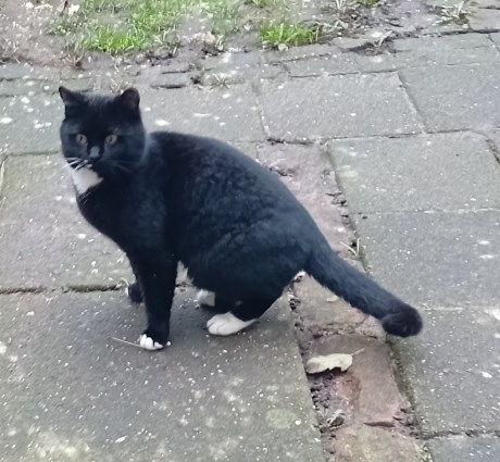 Kat Europese korthaar of huiskat