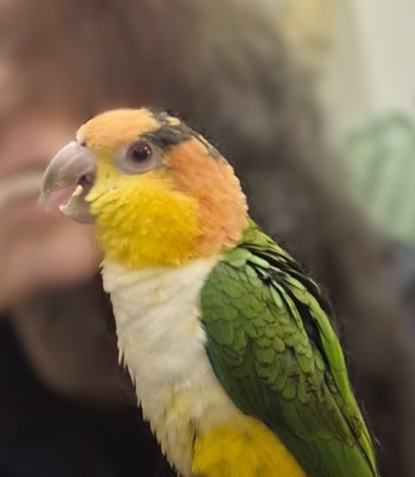 Vogel (Dwerg-)papegaai