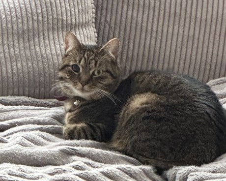 Kat Europese korthaar of huiskat