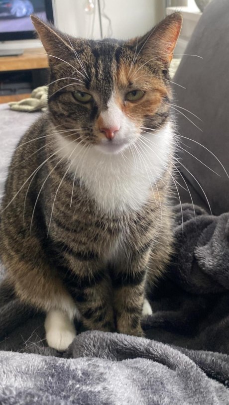 Kat Europese korthaar of huiskat