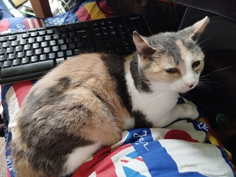 Kat Europese korthaar of huiskat