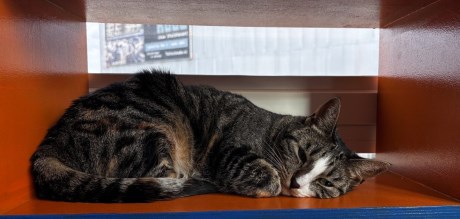 Kat Europese korthaar of huiskat