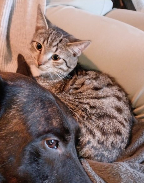 Kat Europese korthaar of huiskat