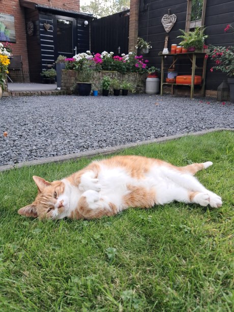 Kat Europese korthaar of huiskat