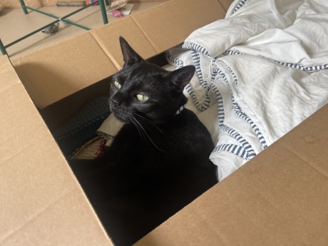 Kat Europese korthaar of huiskat