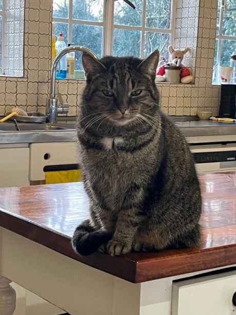 Kat Europese korthaar of huiskat