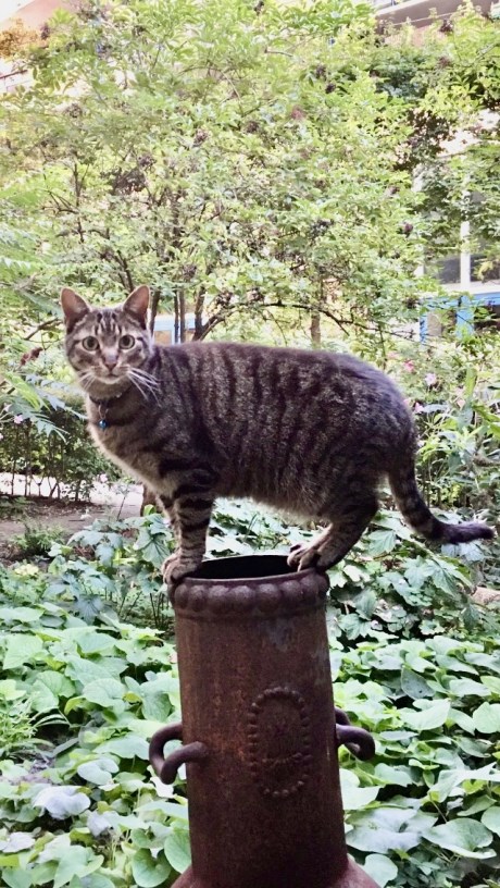 Kat Europese korthaar of huiskat