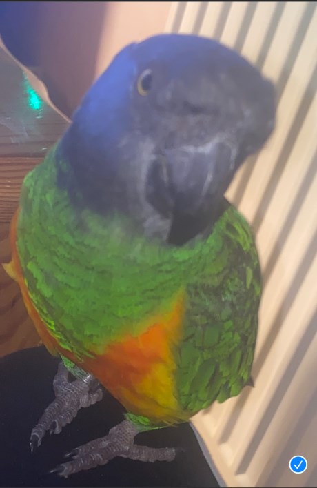 Vogel (Dwerg-)papegaai