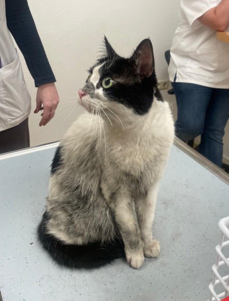 Kat Europese korthaar of huiskat