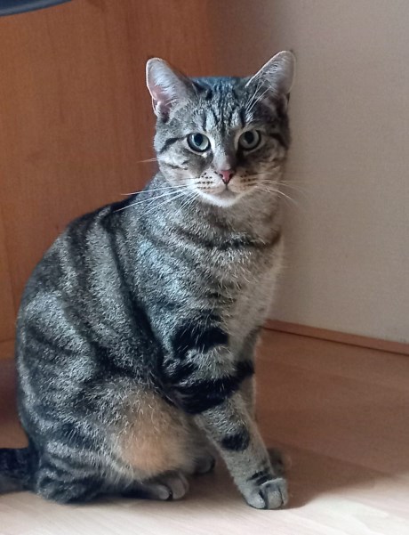 Kat Europese korthaar of huiskat