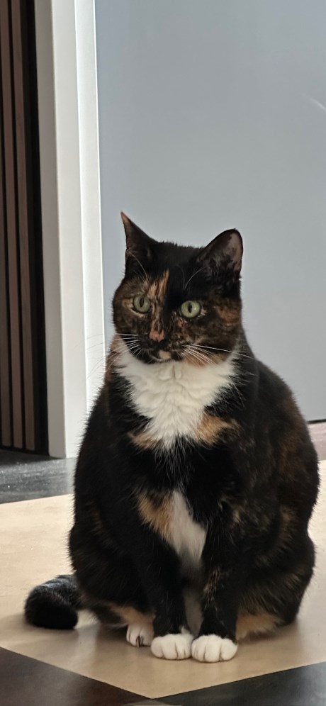 Kat Europese korthaar of huiskat