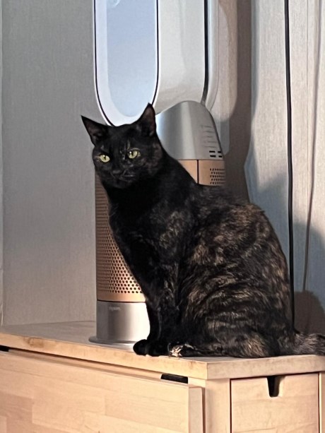 Kat Europese korthaar of huiskat