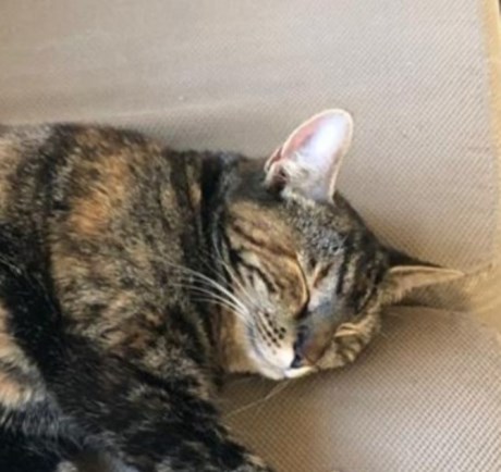 Kat Europese korthaar of huiskat