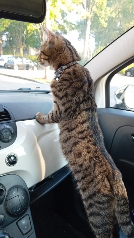 Kat Europese korthaar of huiskat