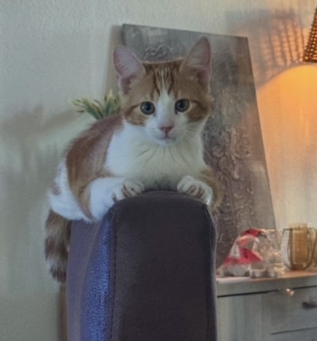 Kat Europese korthaar of huiskat