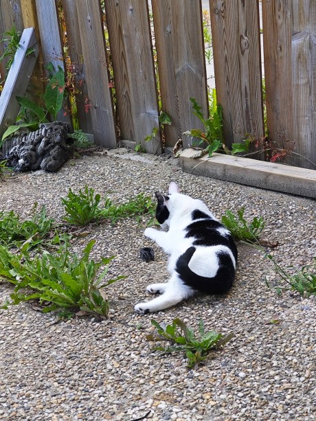 Kat Europese korthaar of huiskat