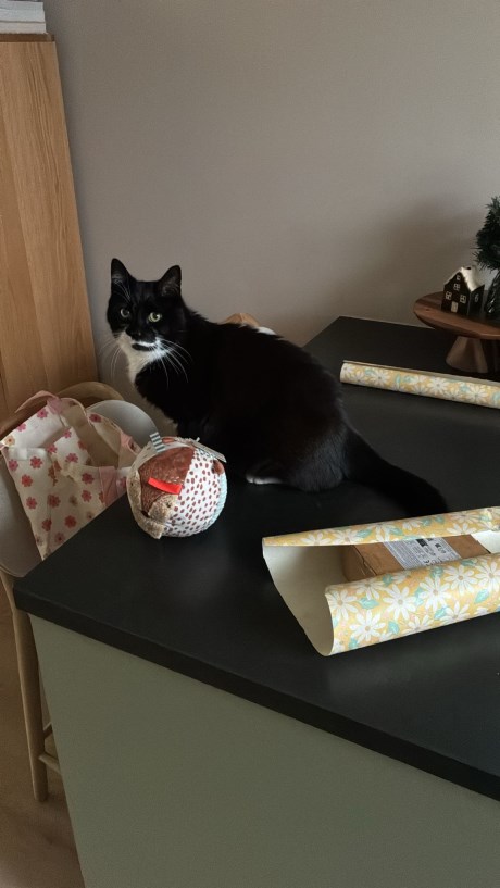 Kat Europese korthaar of huiskat