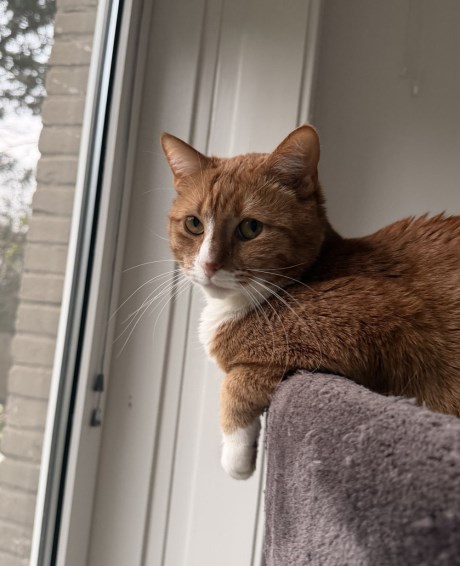 Kat Europese korthaar of huiskat